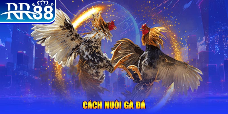 meme ok Ws168 Đá Gà