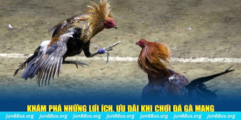 meme ok what is live dealer casino