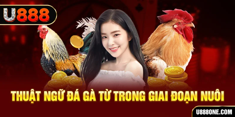 meme ok xổ số miền bắc 90 ngày